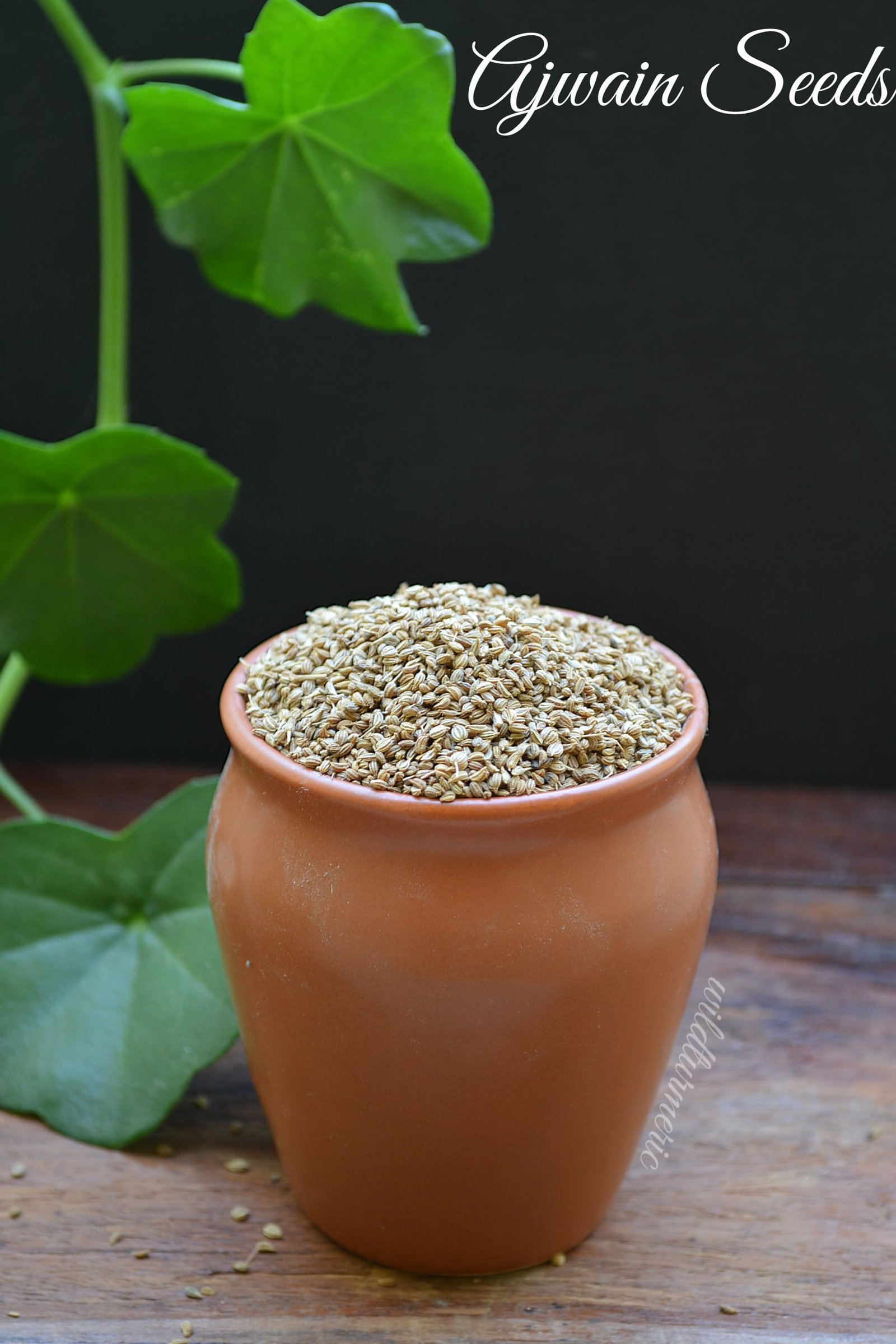 Vedic Nurture  Ajwaincarom seeds is common in Indian foods It has a  strong bitter taste with an aroma similar to thyme The seeds which are  actually fruits are typically dryroasted or