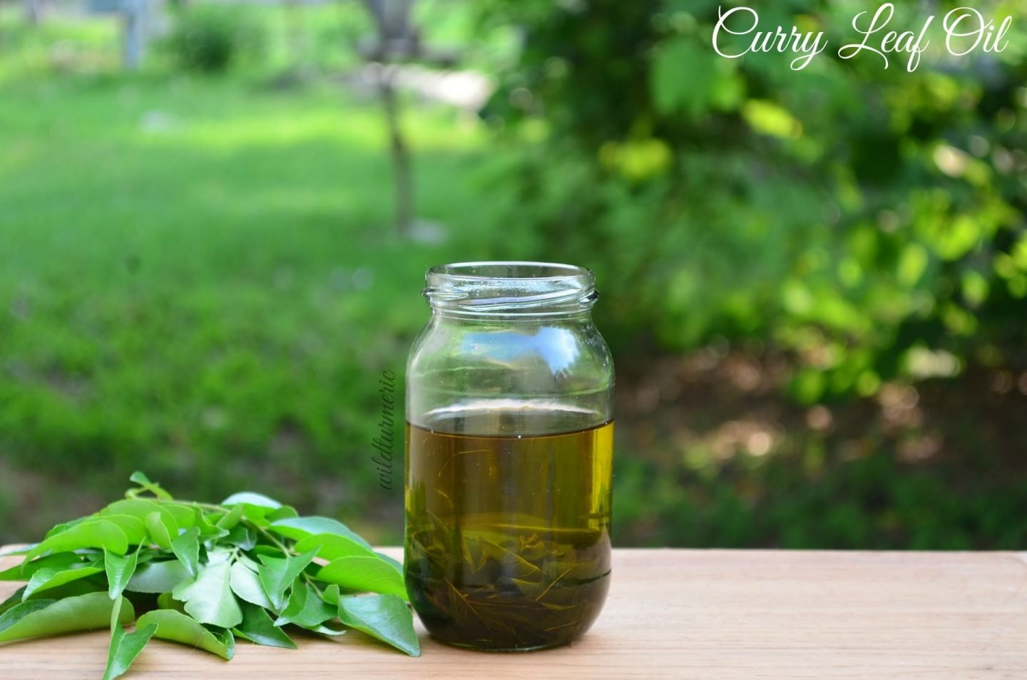 Homemade Curry Leaves Hair Oil for Hair Growth &amp; Premature Greying ! - Wildturmeric