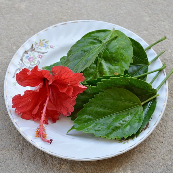 hibiscus shampoo