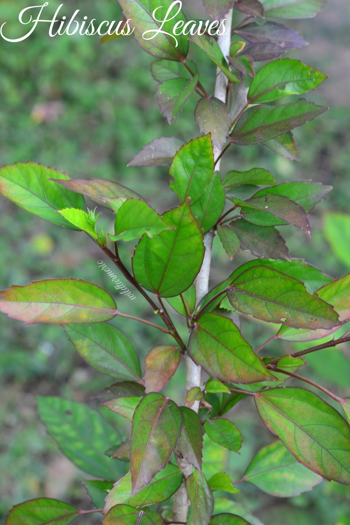 hibiscus leaves for skin