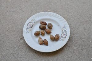 5 Top Benefits Of Kadukkai Powder For Skin, Hair & Health! - Wildturmeric