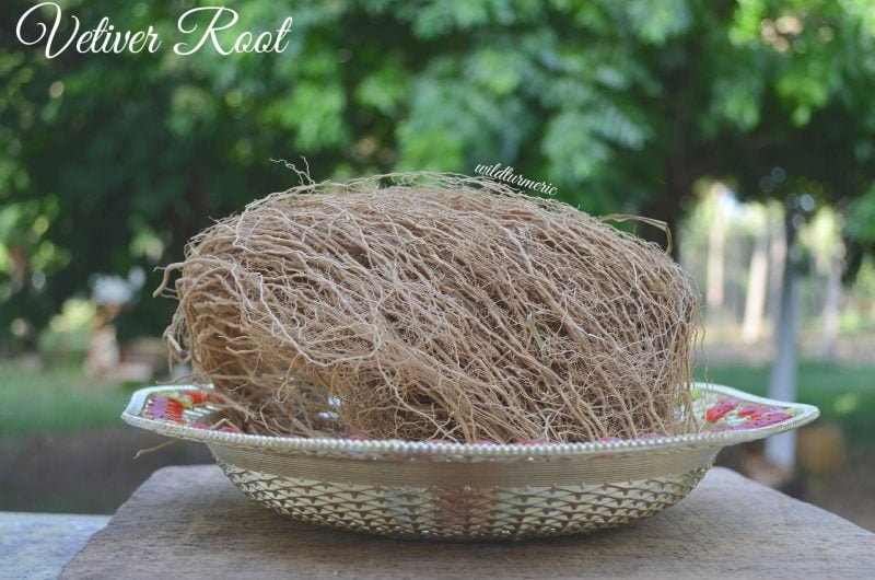 Discover the Amazing Benefits of Vetiver for Skin, Hair & Health