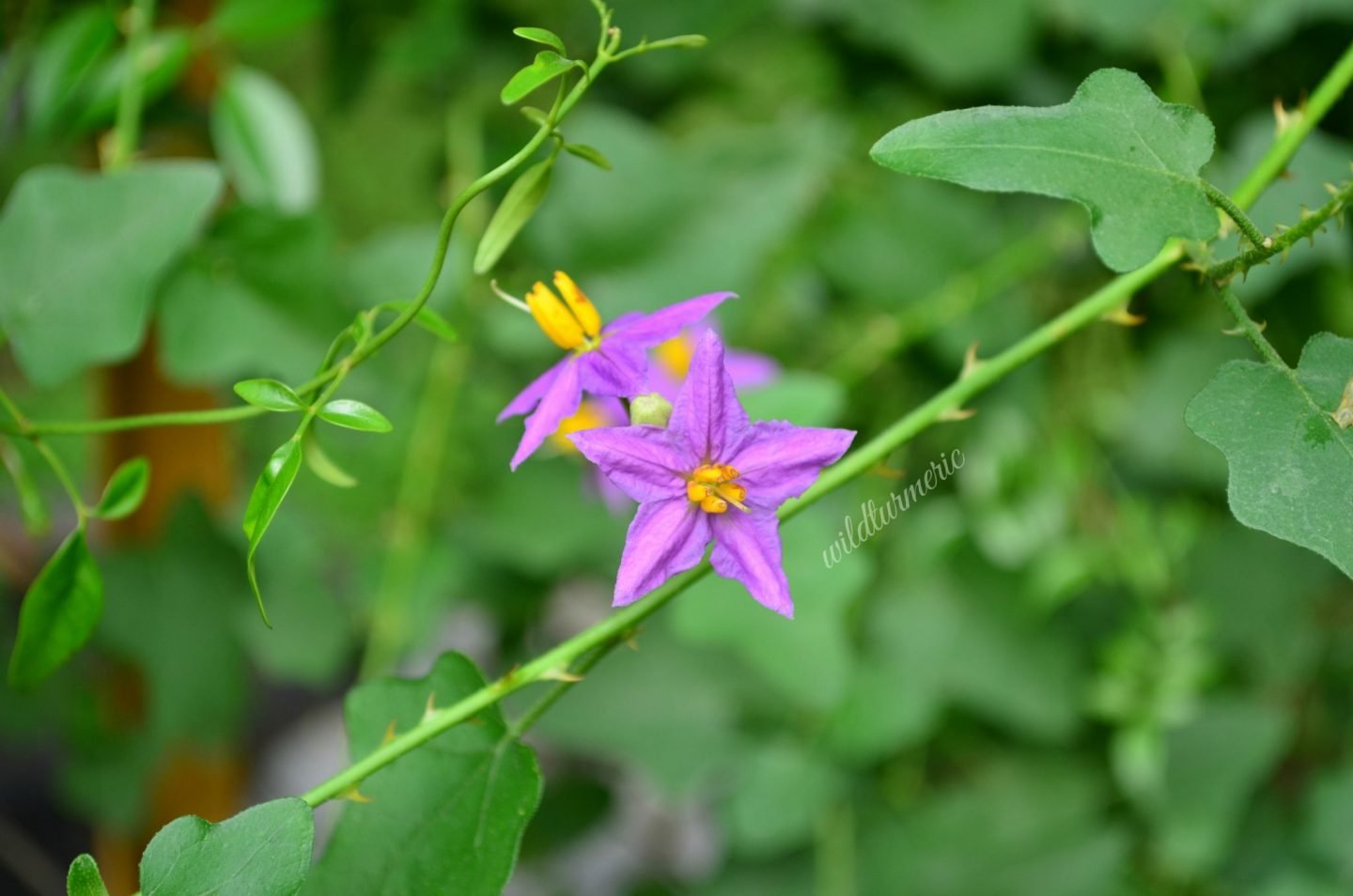 Thuthuvalai Medicinal Uses