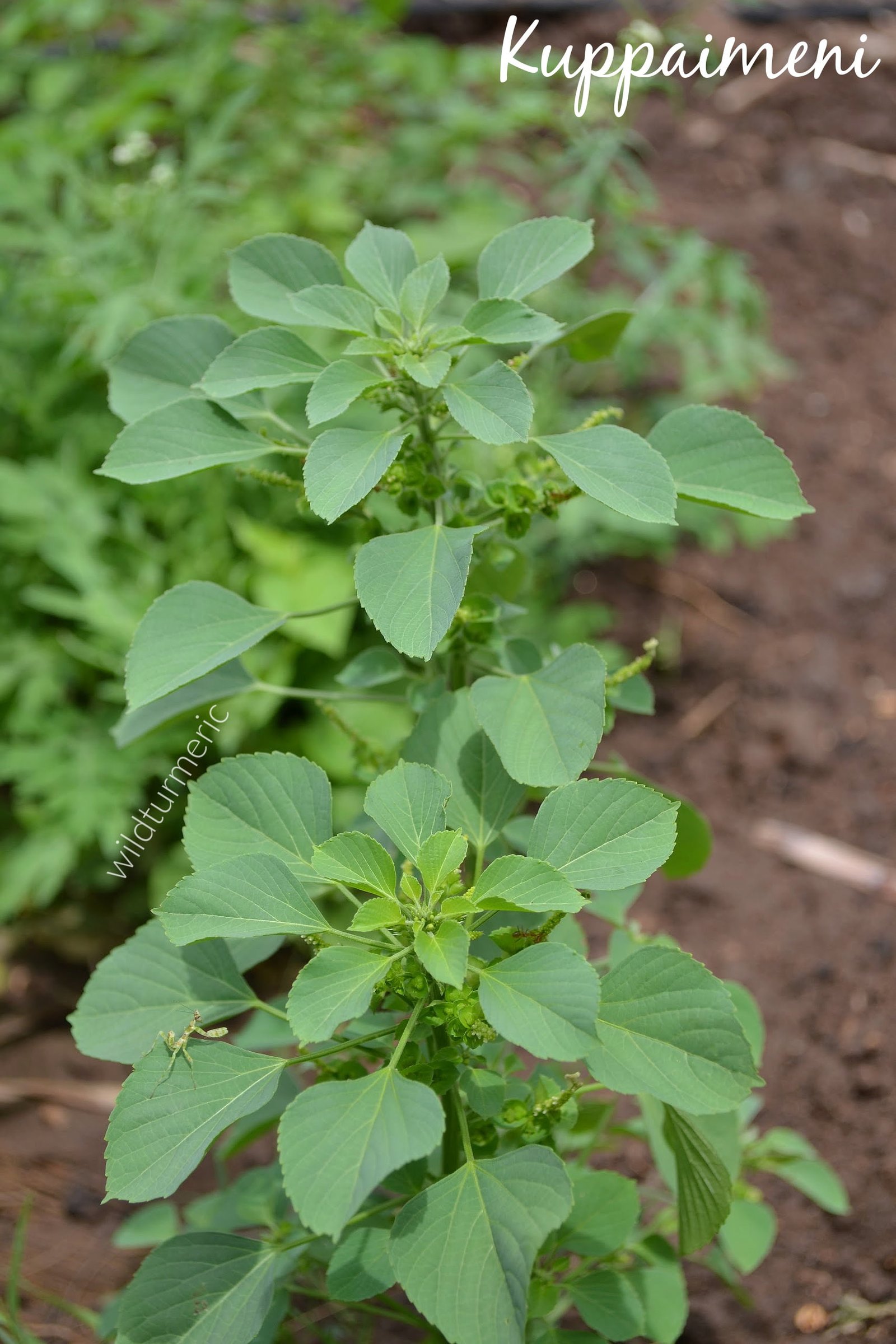 10 Top Medicinal Uses Benefits Of Kuppaimeni Acalypha Indica