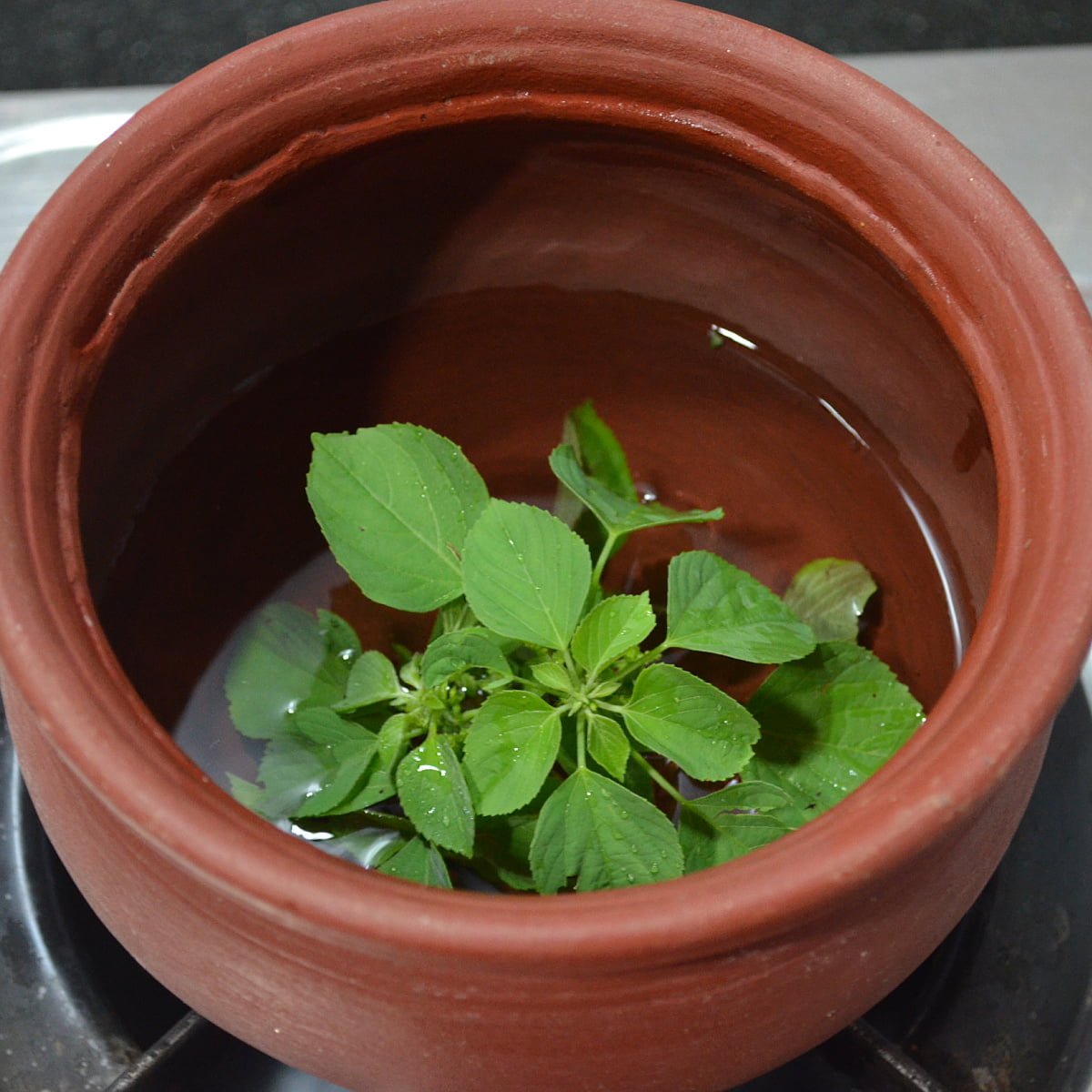 10 Top Medicinal Uses Benefits Of Kuppaimeni Acalypha Indica 
