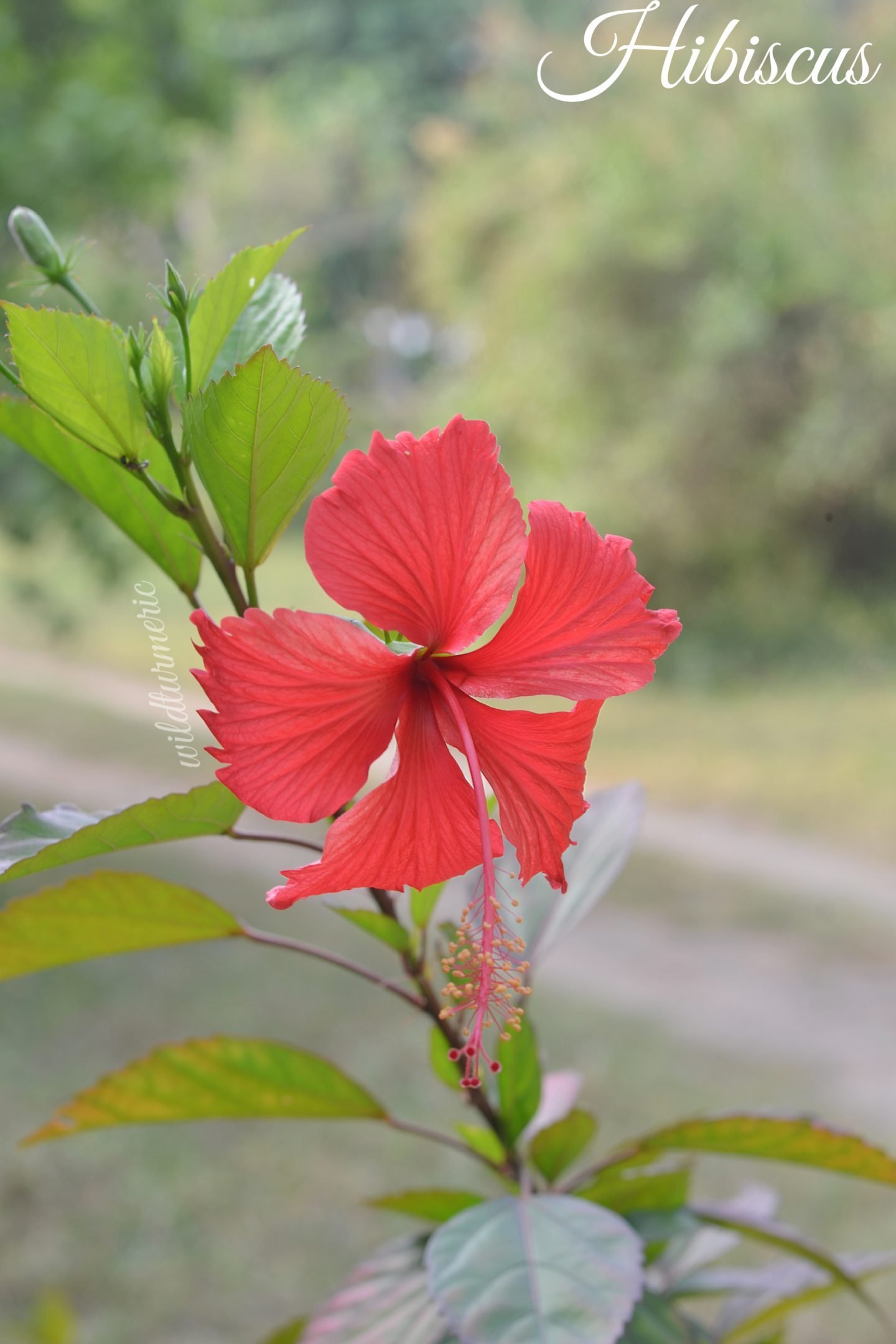 3 Ways to Dry a Hibiscus Flower  wikiHow