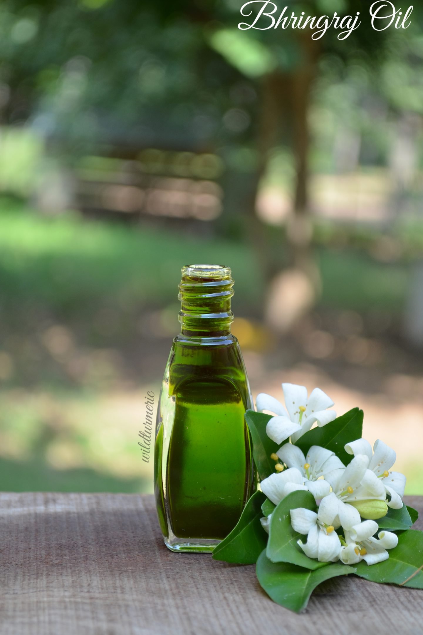 How to Make Bhringraj (Karisalankanni) Oil For Hair Growth - Wildturmeric How to Make Bhringraj (Karisalankanni) Oil For Hair Growth - Wildturmeric