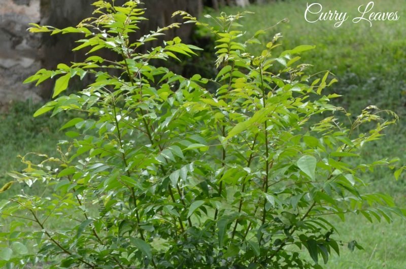 10 Top Hair, Skin & Health Benefits, Uses of Curry Leaves (Kadi Patta
