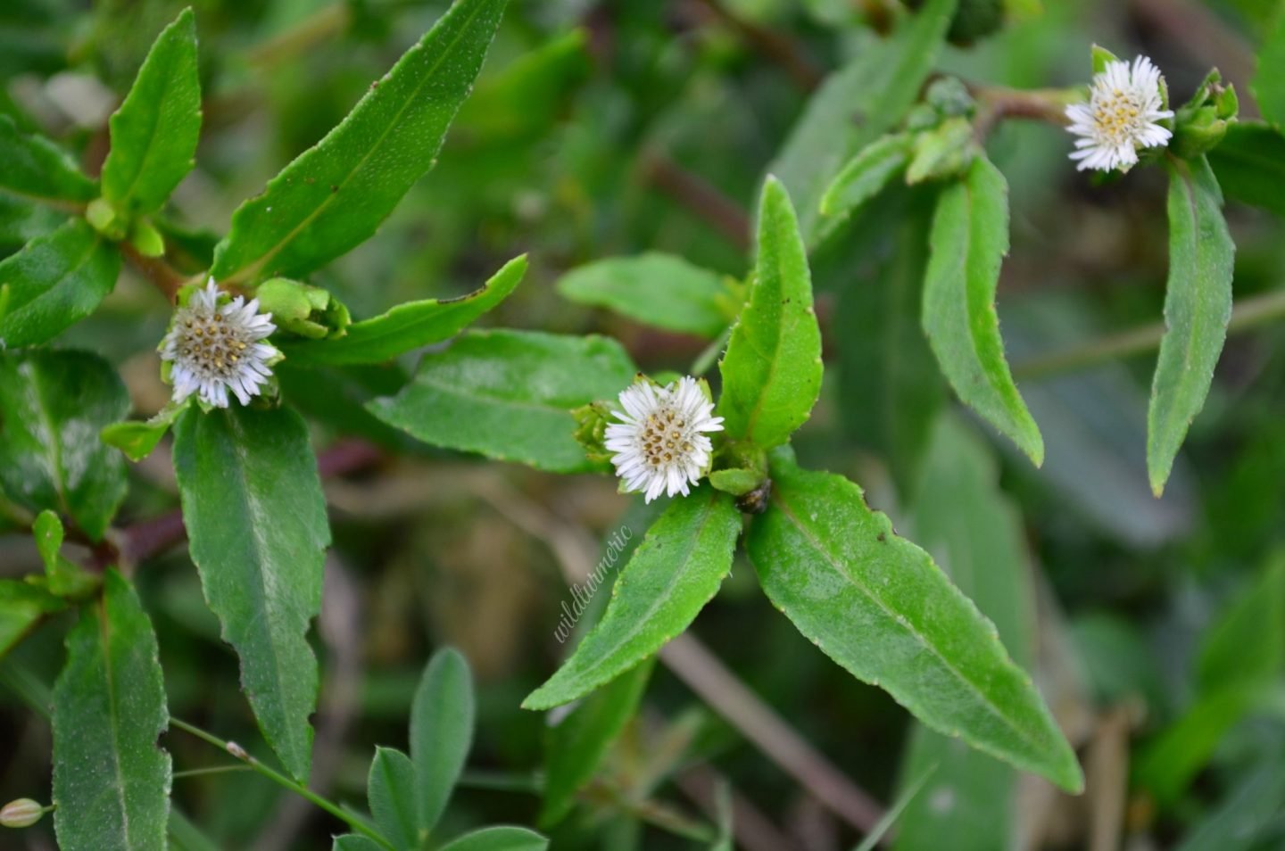 7 Top Hair, Skin & Health Benefits of Bhringraj ...