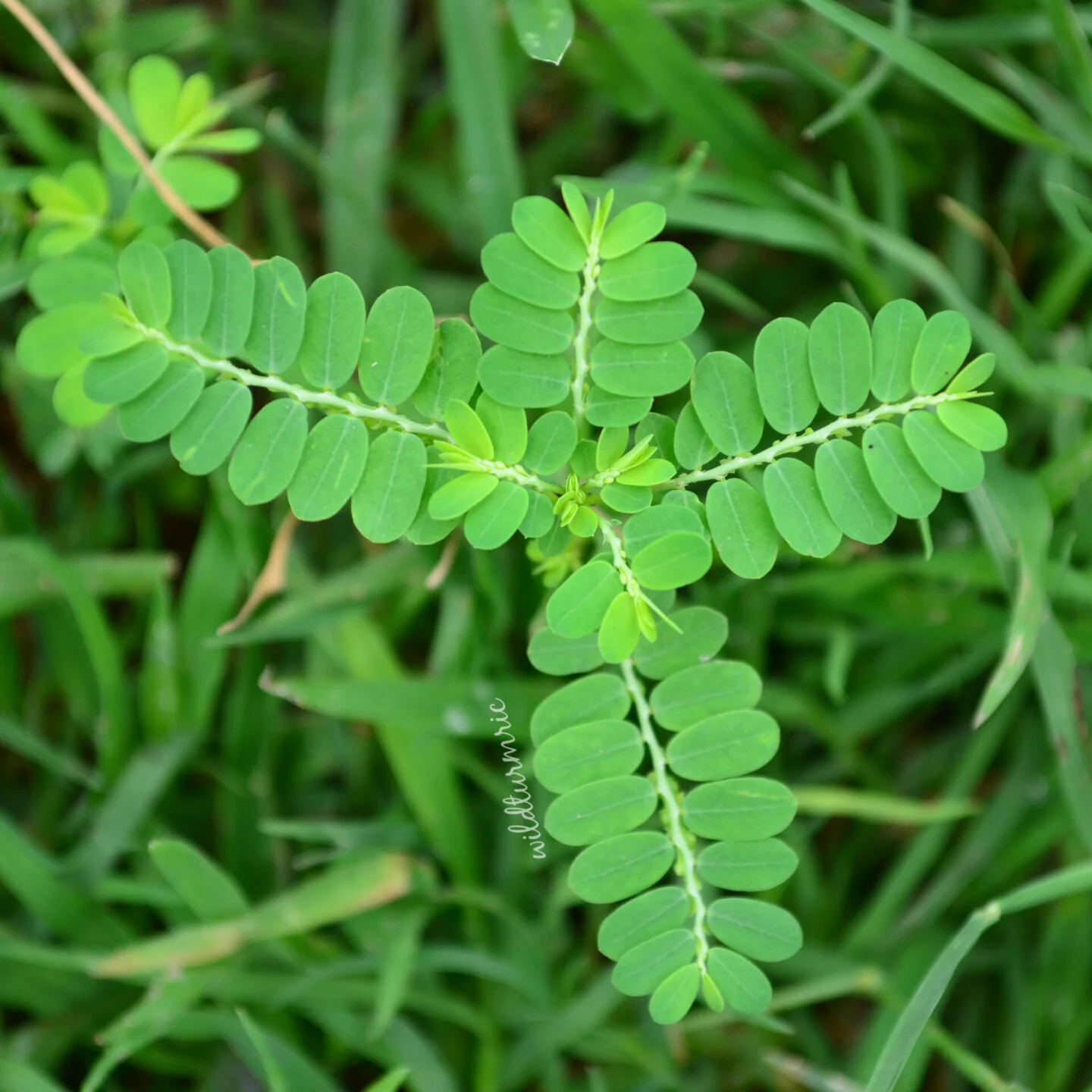 10 Top Keelanelli Benefits for Hair, Skin, and Health