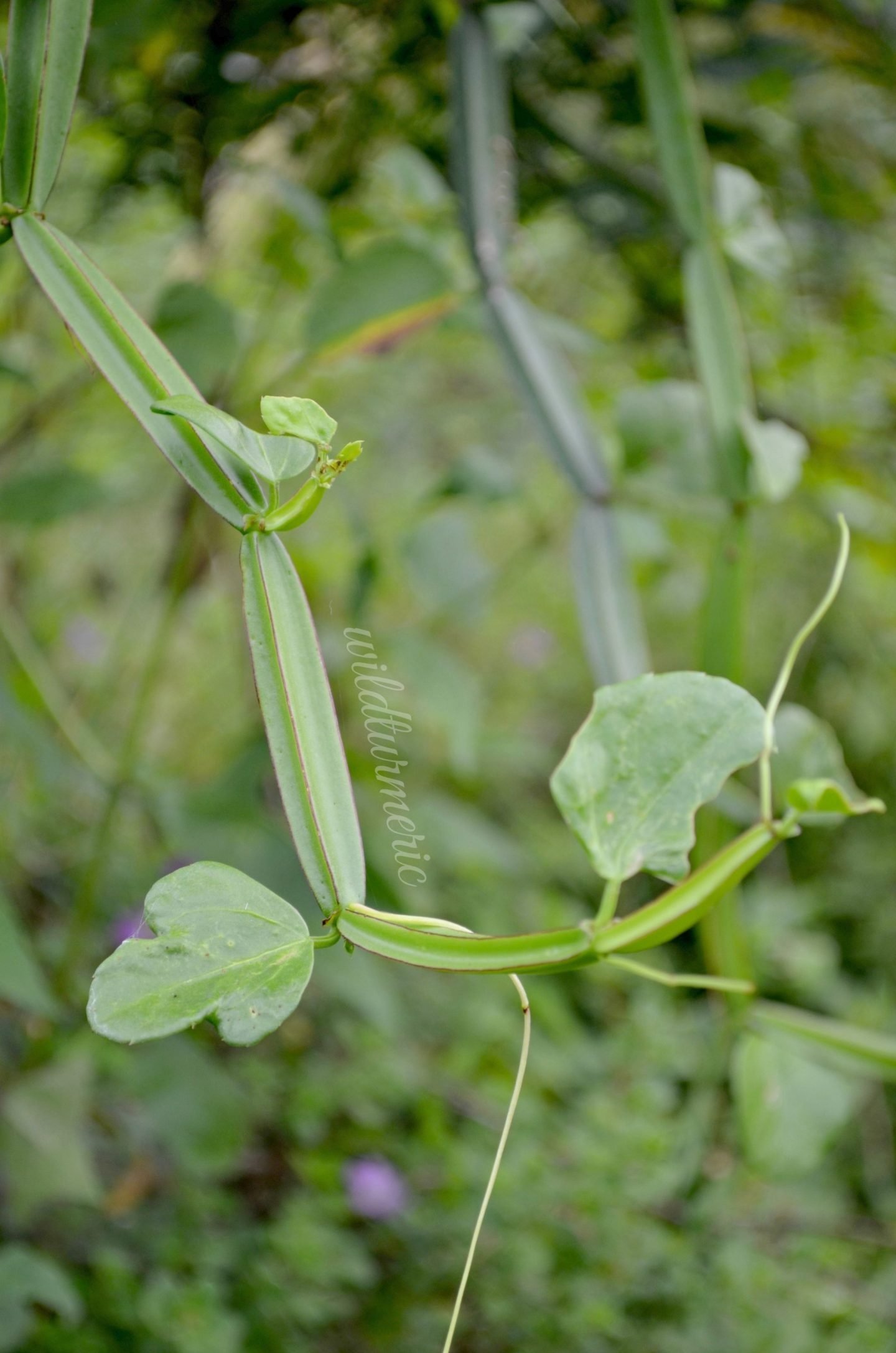 pirandai health benefits