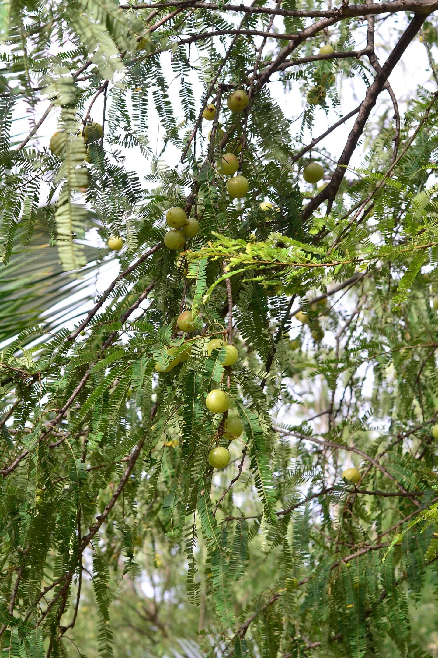 amla side effects