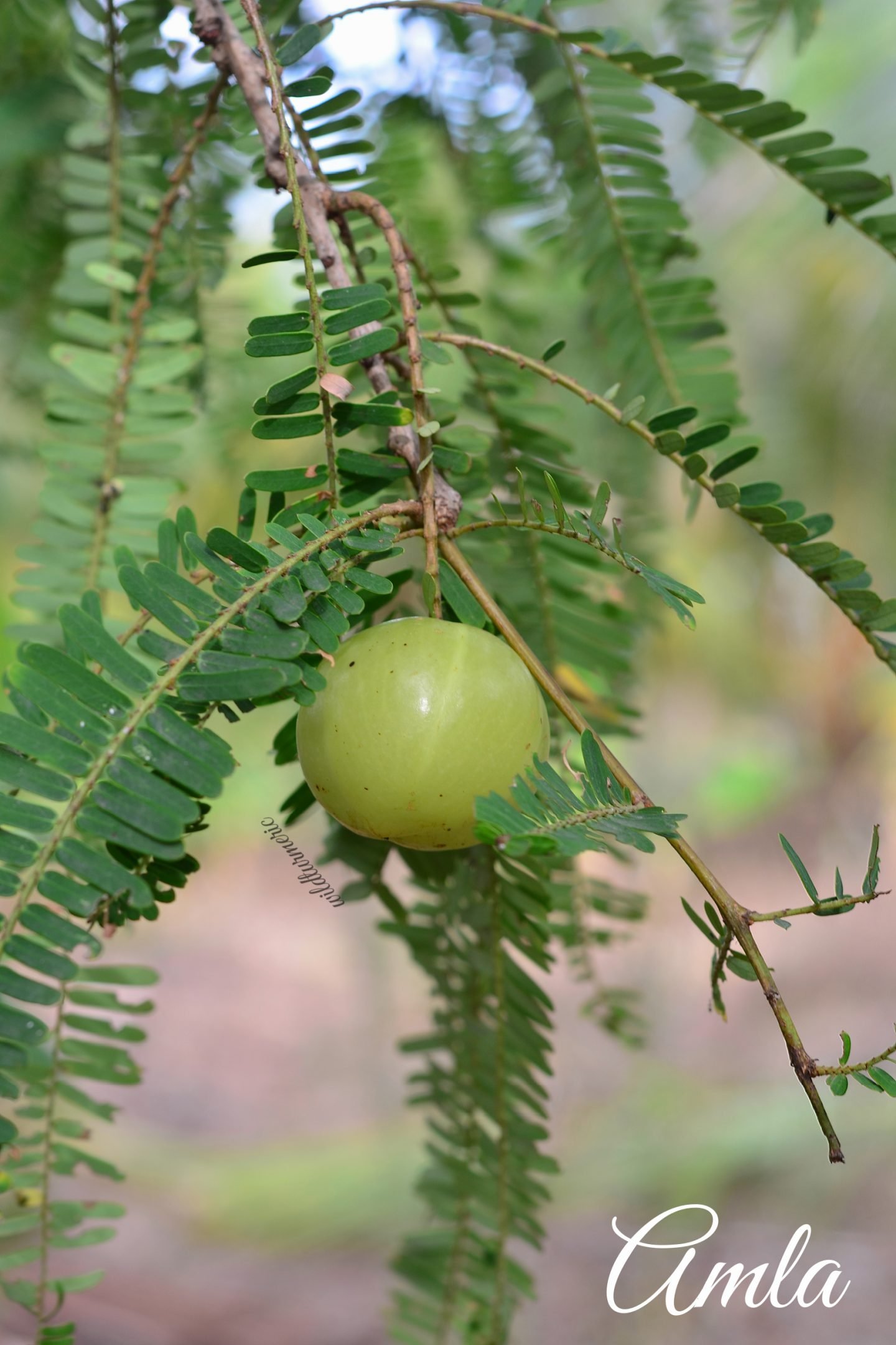 amla health benefits