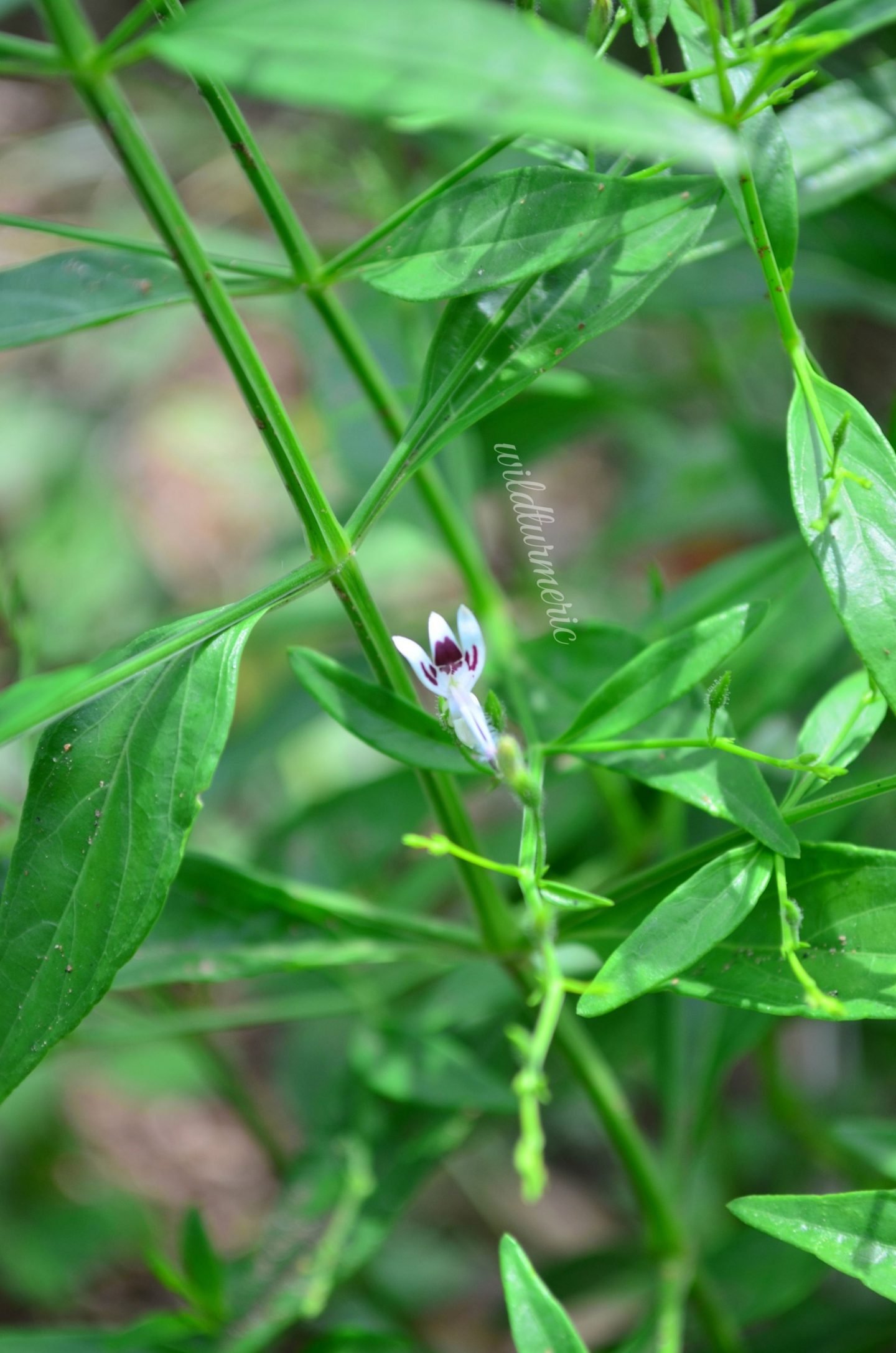 Kalmegh medicinal uses