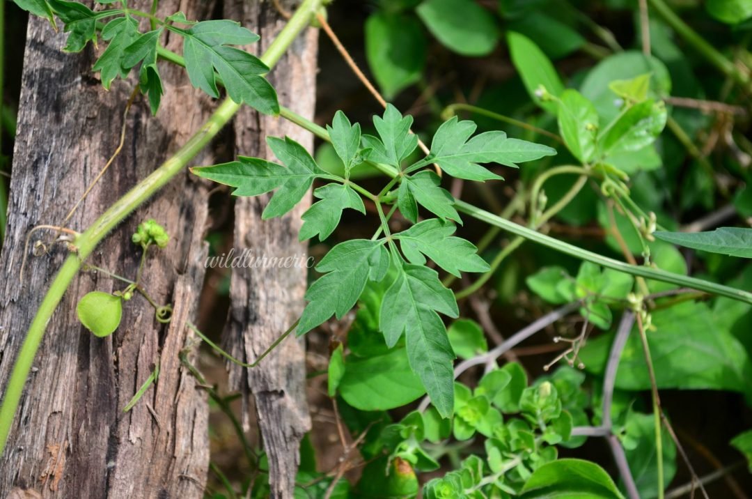 10 Top Benefits & Uses of Mudakathan Keerai (Balloon Vine
