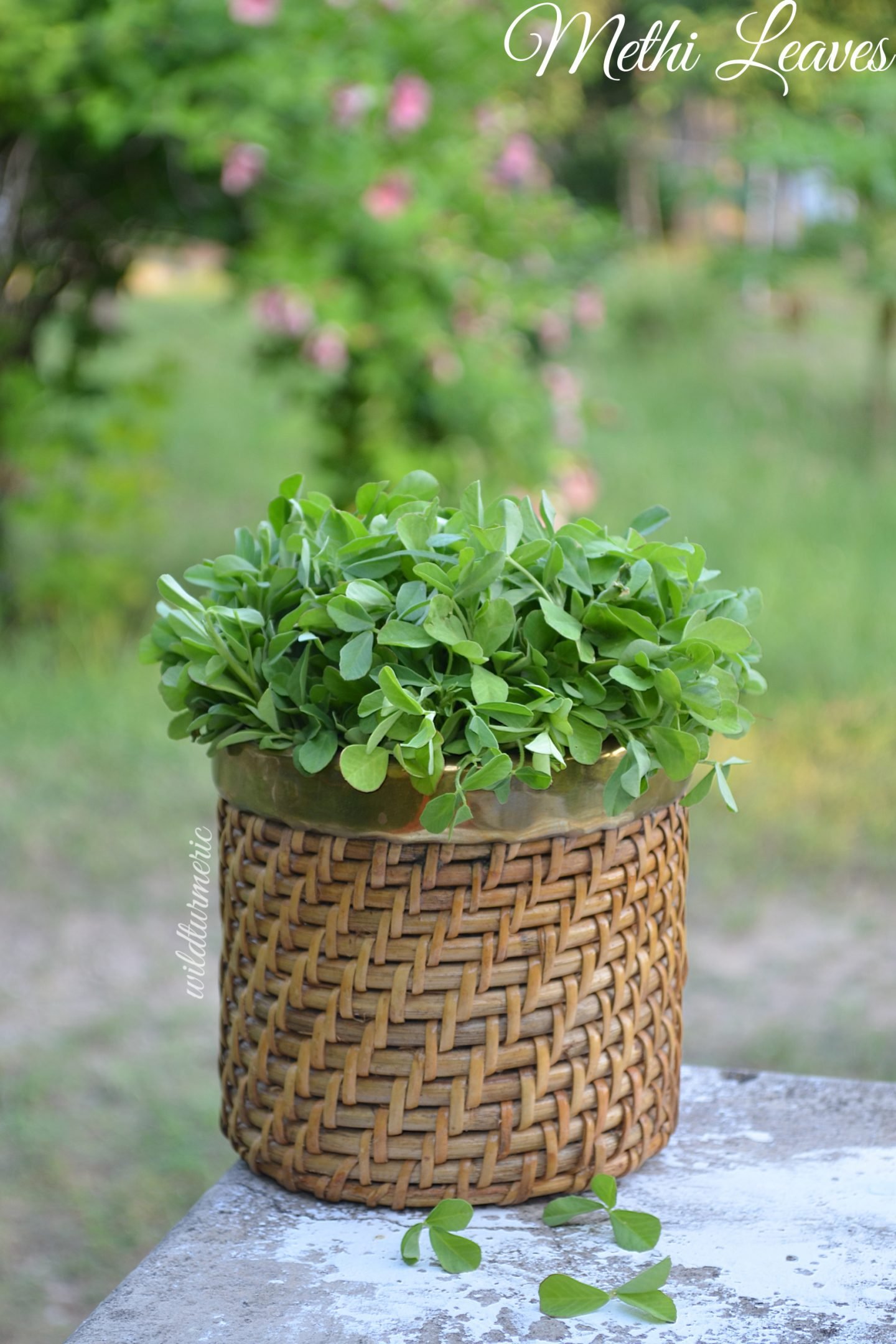fenugreek leaves health benefits fenugreek leaves health benefits