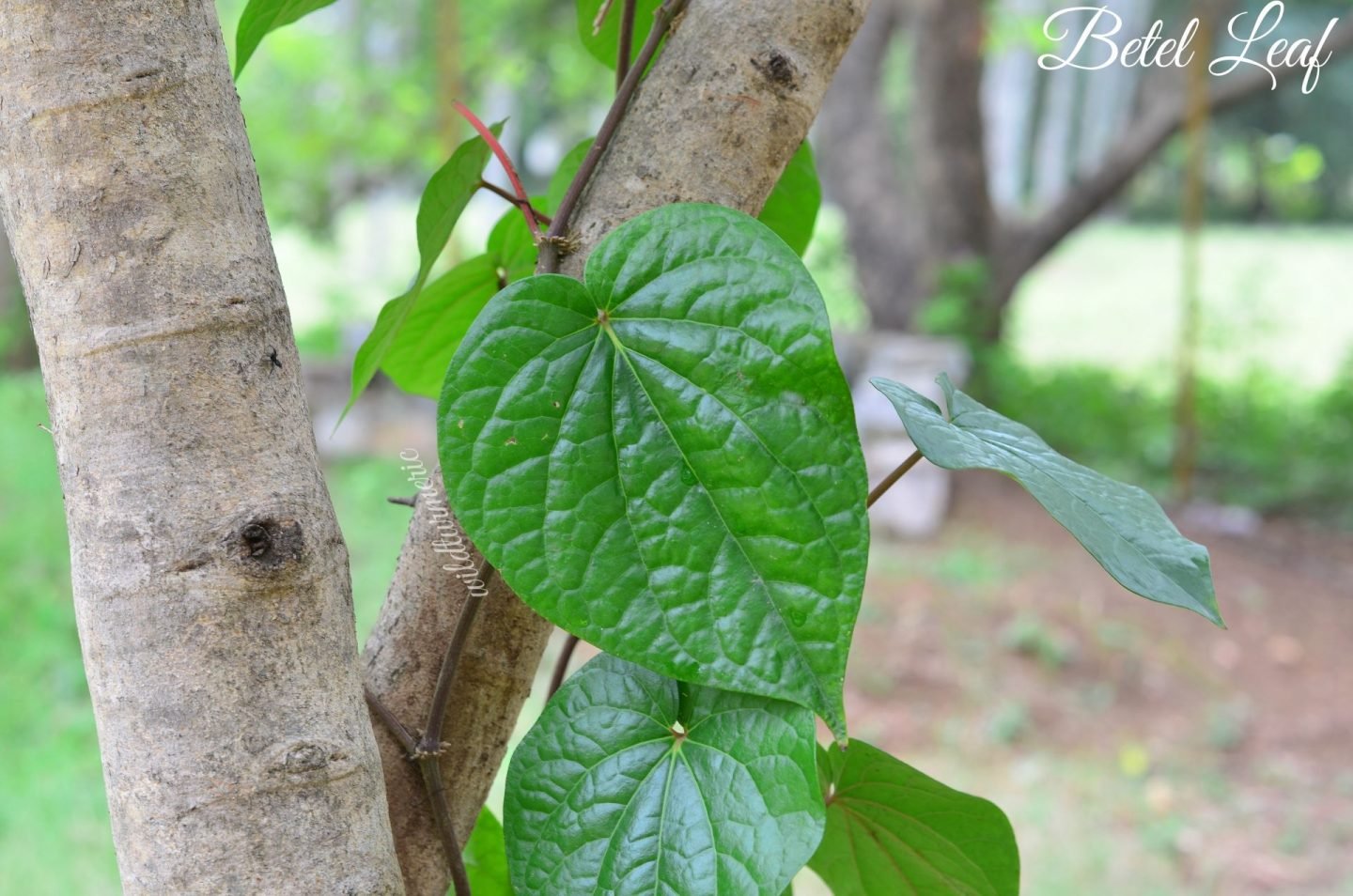 betel leaf uses