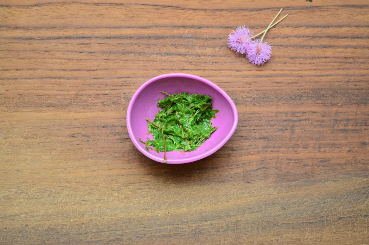 makahiya plant health benefits