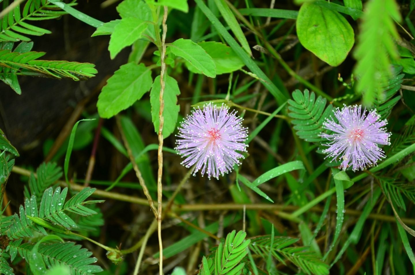 Mimosa Flower Tea Benefits | Best Flower Site