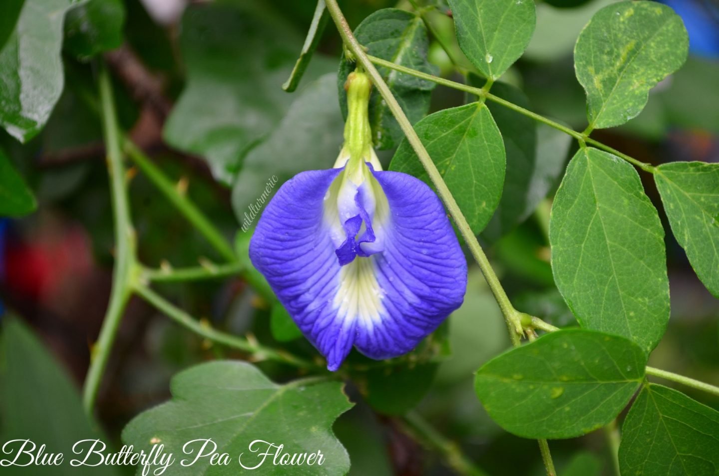blue butterfly pea flower benefits