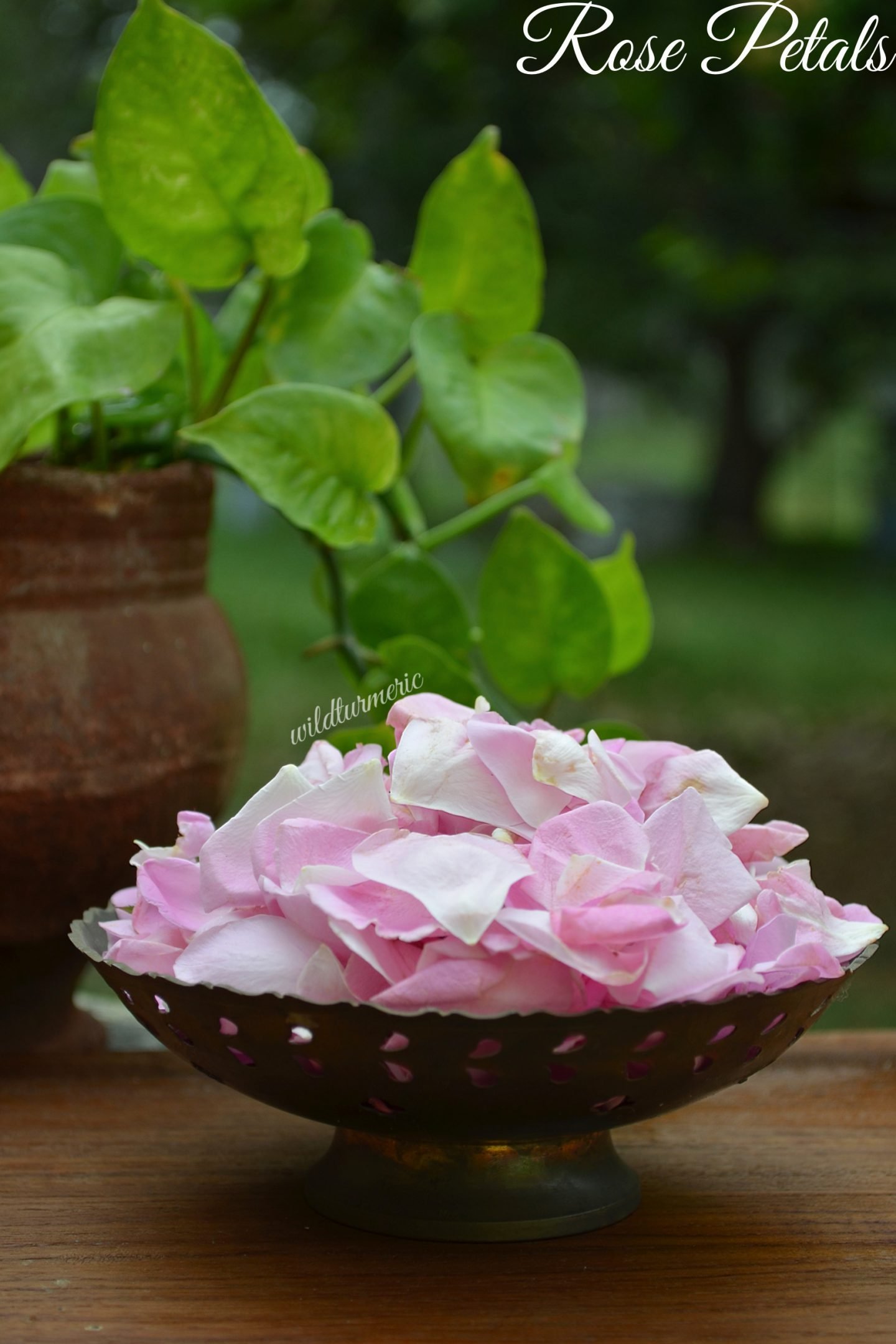 Rose Water Online, Indian Florist