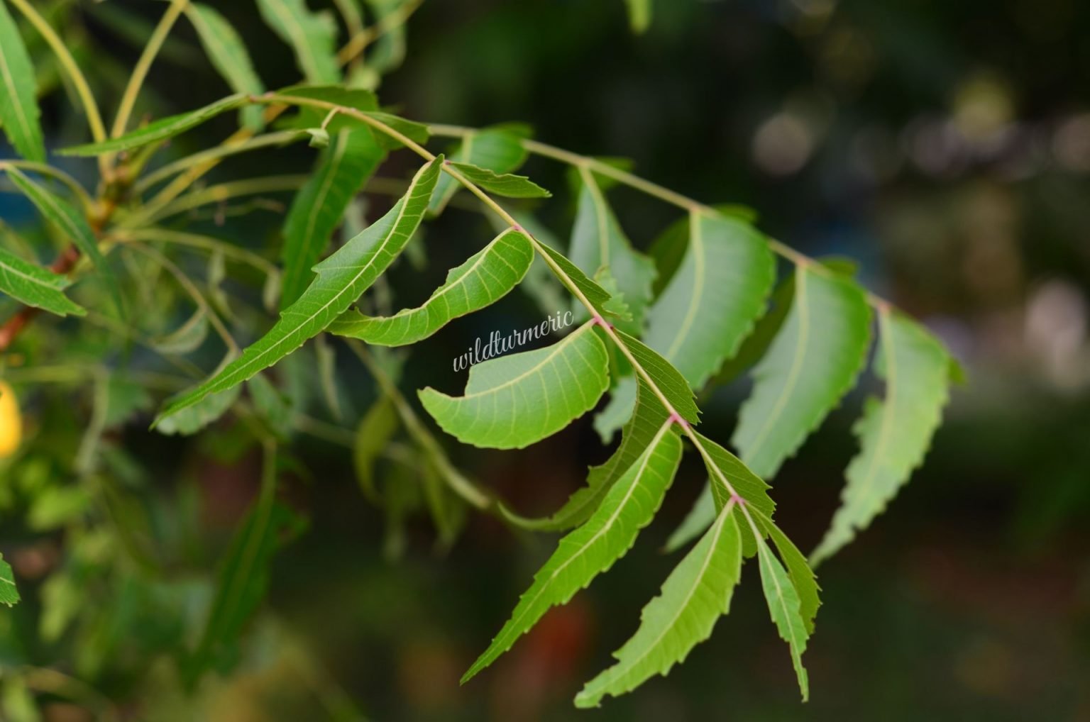 Neem Datun: Benefits Of Brushing With Neem Sticks - Wildturmeric