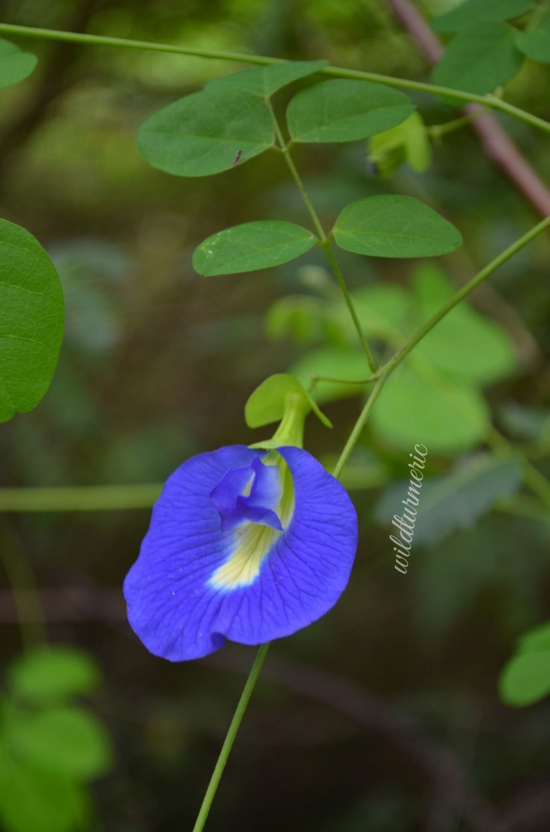 10 Top Benefits Of Blue Butterfly Pea Flower (Aparajita Sangu Poo
