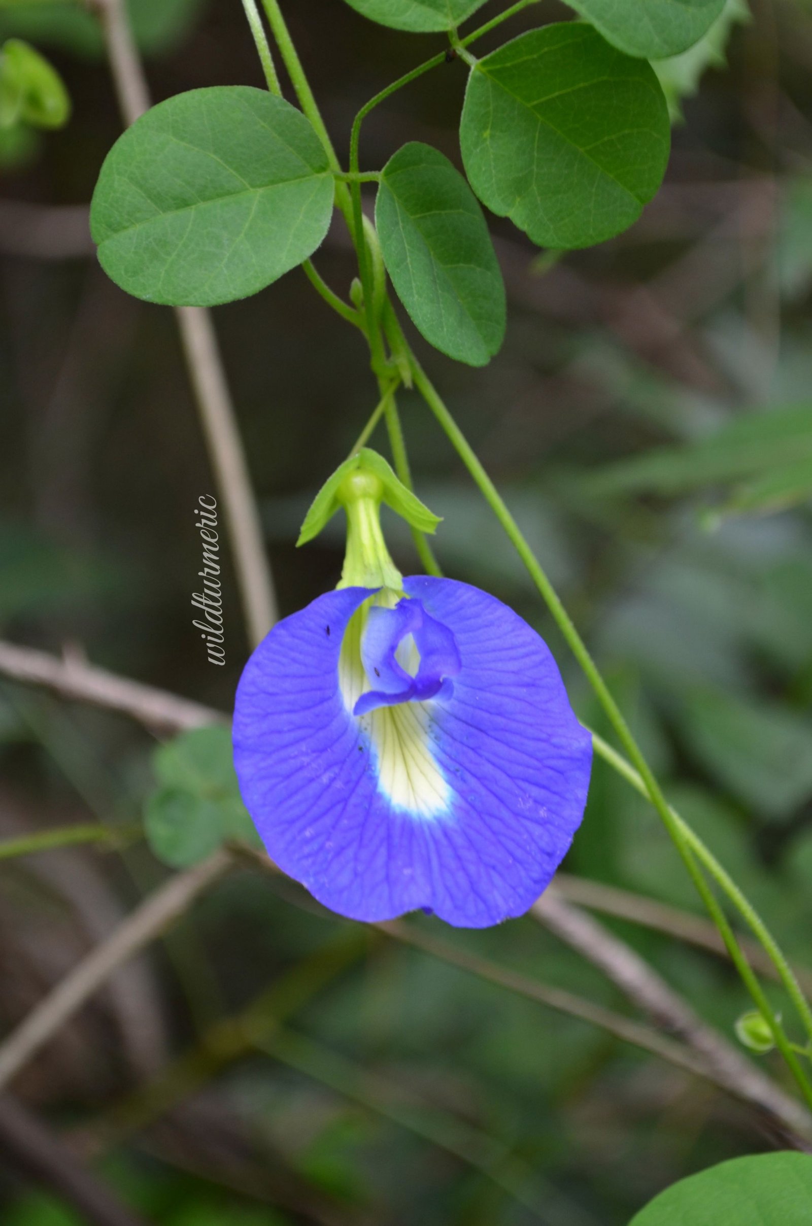 10 Top Benefits Of Blue Butterfly Pea Flower (Aparajita