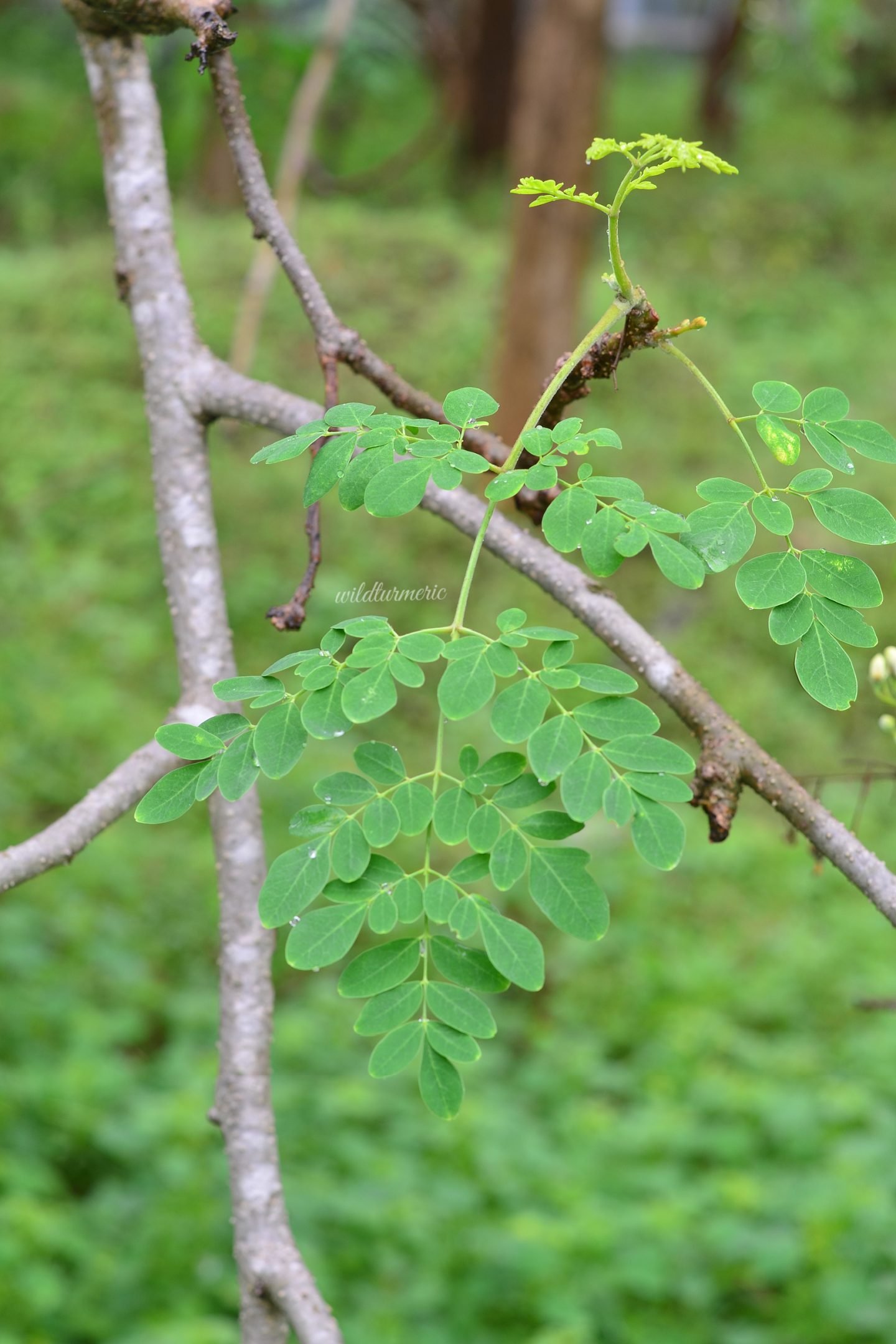 moringa health benefits