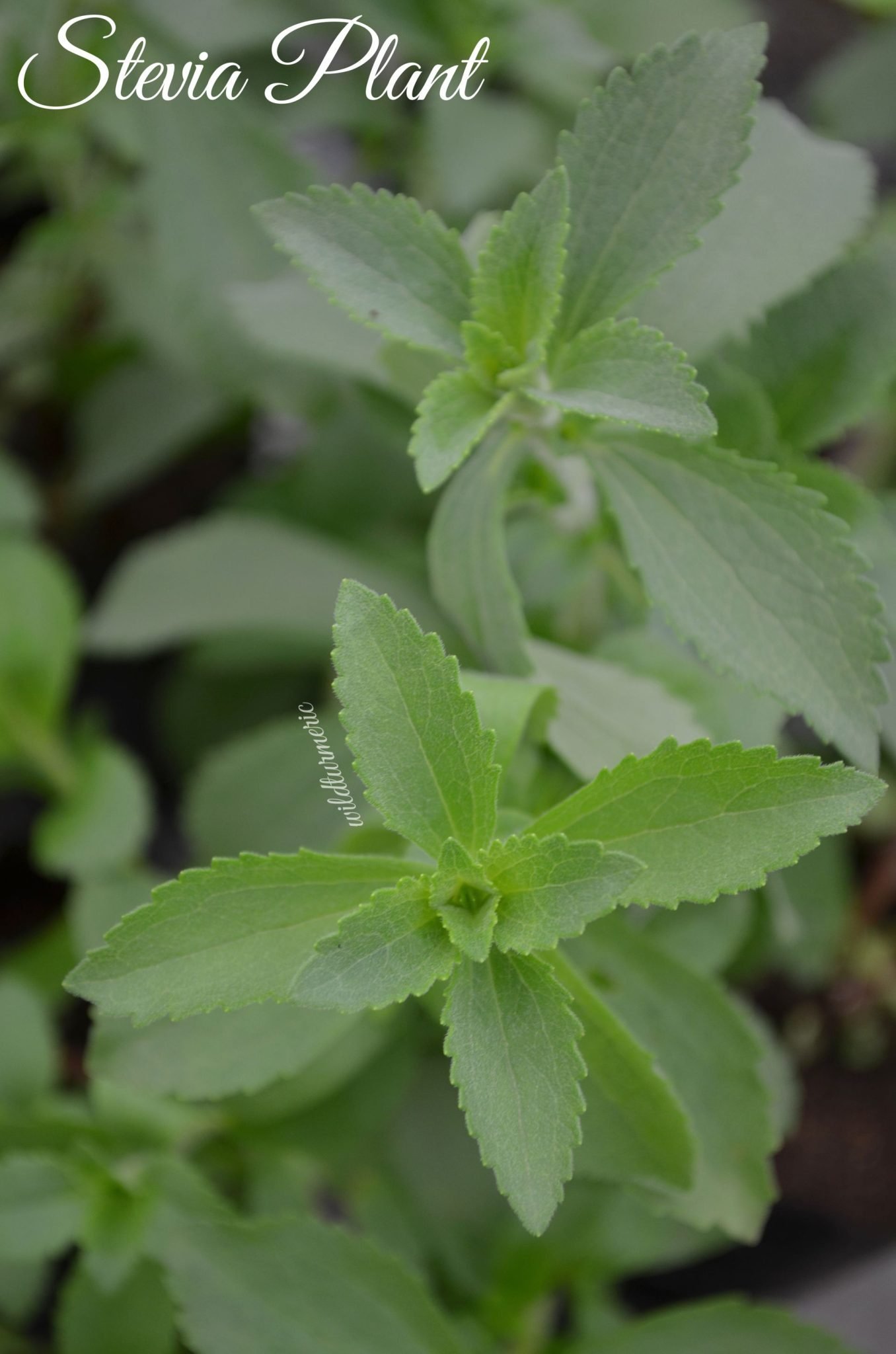 6 Top Benefits, Uses & Side Effects Of Stevia Wildturmeric