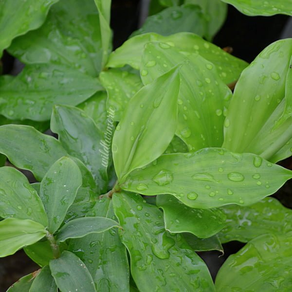 insulin plant for diabetes insulin plant for diabetes