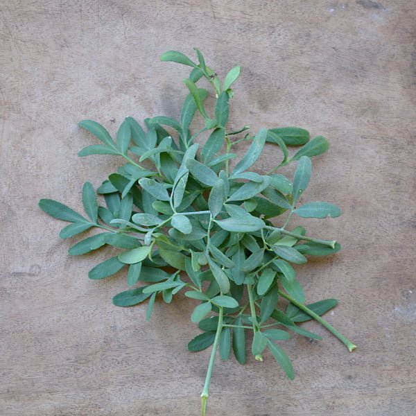 rue herb