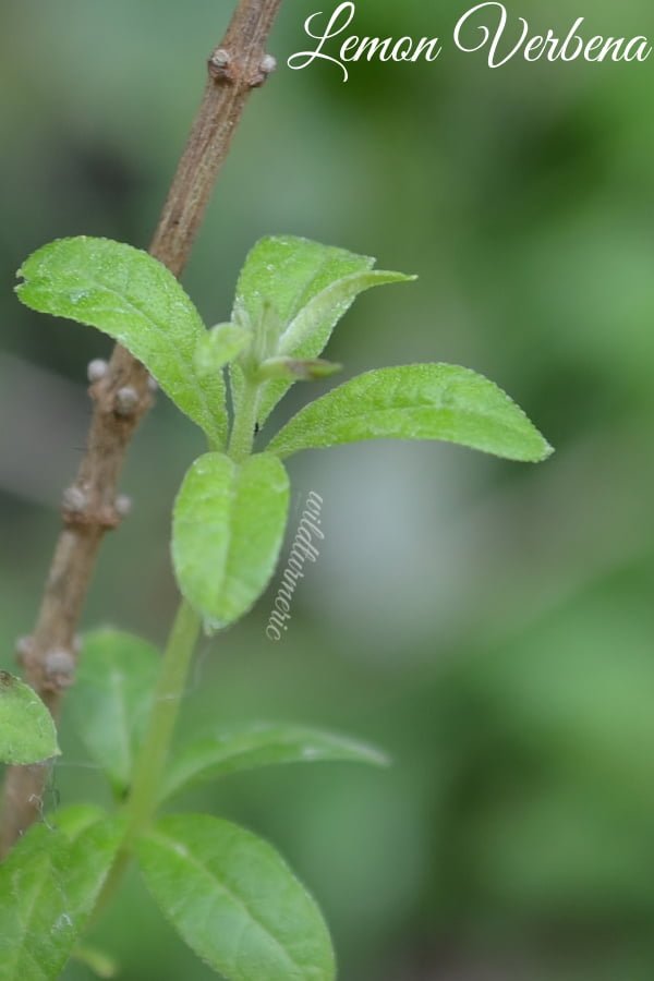 Lemon verbena, Fragrant, Medicinal, Aromatic