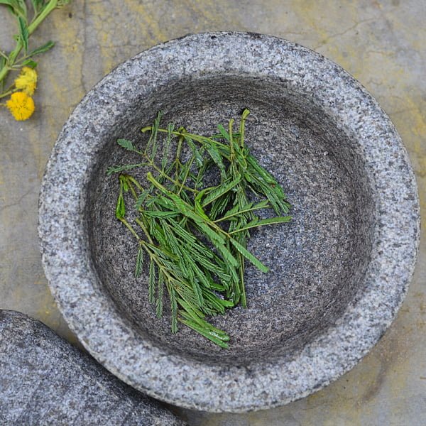 acacia arabica medicinal uses