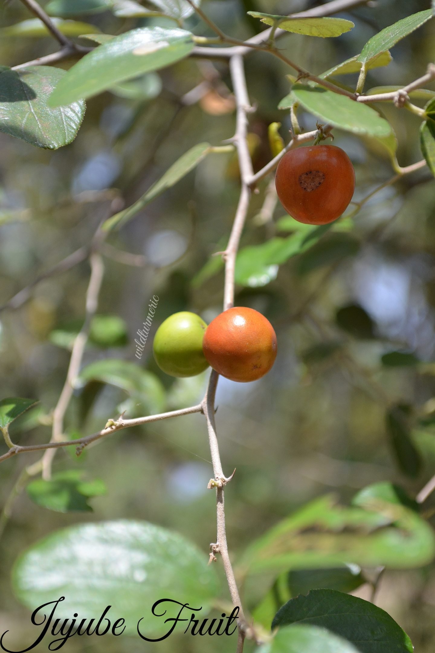 elantha palam benefits