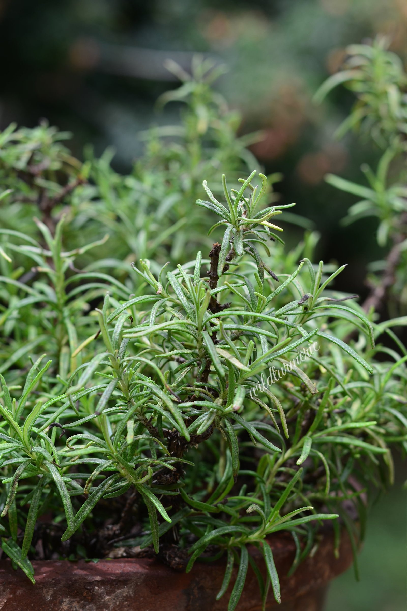 10 Top Medicinal Uses Of Rosemary For Hair, Skin & Health 10 Top Medicinal Uses Of Rosemary For Hair, Skin & Health