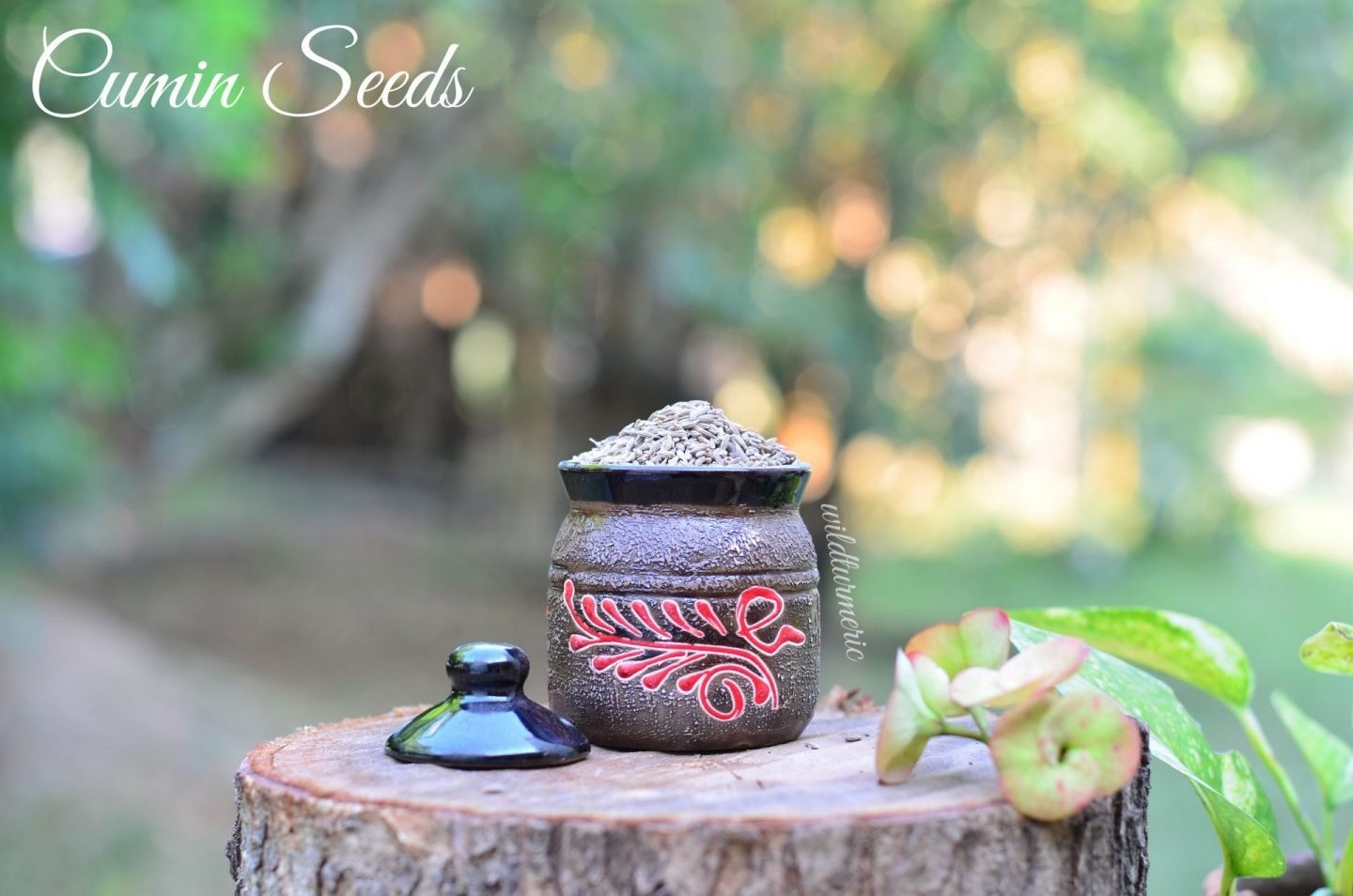 jeera water health benefits