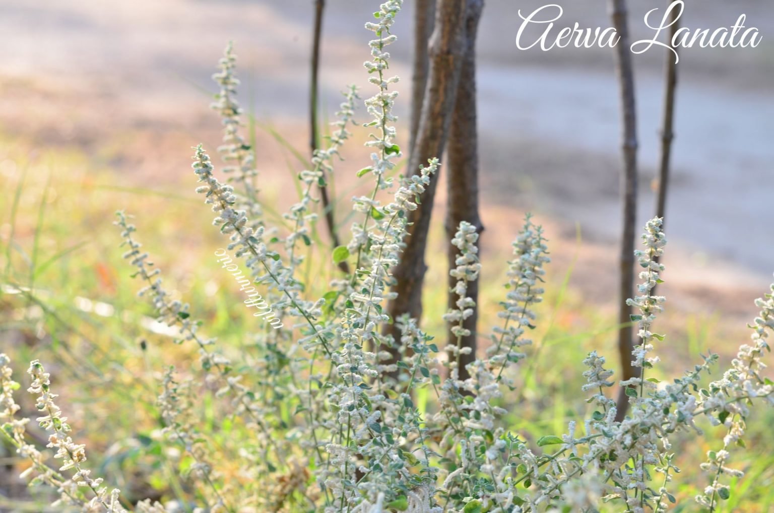 8 Top Medicinal Uses of Aerva Lanata (Cherula | Sirupeelai) - Wildturmeric