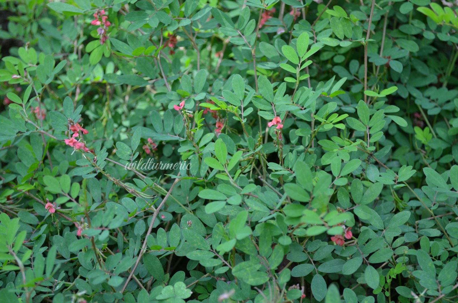 5 Top Hair Uses, Benefits & Side Effects Of Indigo Powder (Avuri) For