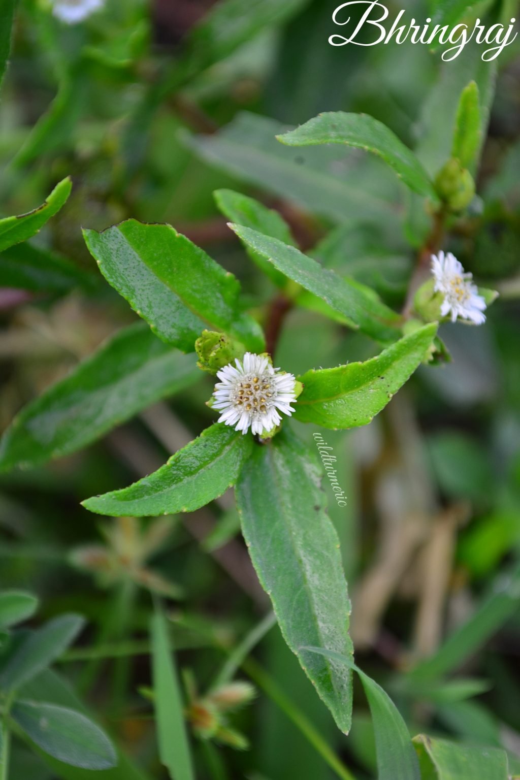 3 Top Ways To Use Bhringraj Powder For Hair Growth