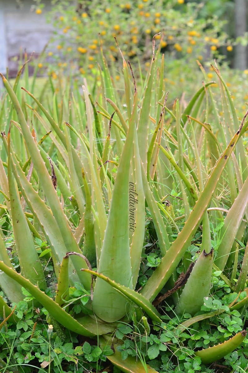 How To Use Aloe Vera Gel For Hair Growth 10 Top Ways ! Wildturmeric