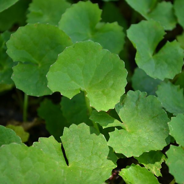 gotu kola for stretch marks removal