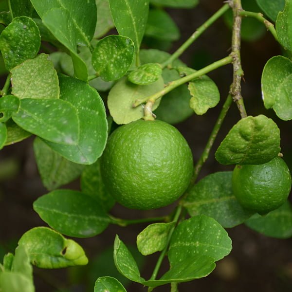 honey and lemon for face side effects