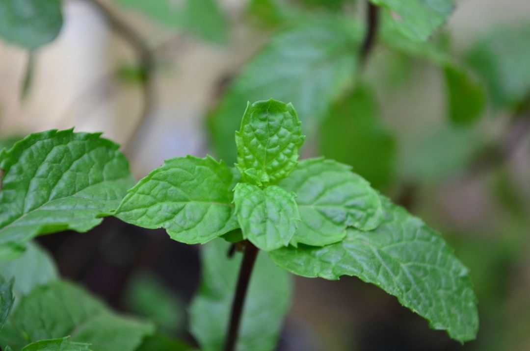 Ice Cubes For Pimples 10 Best Ice Treatments For Acne & Acne Scars