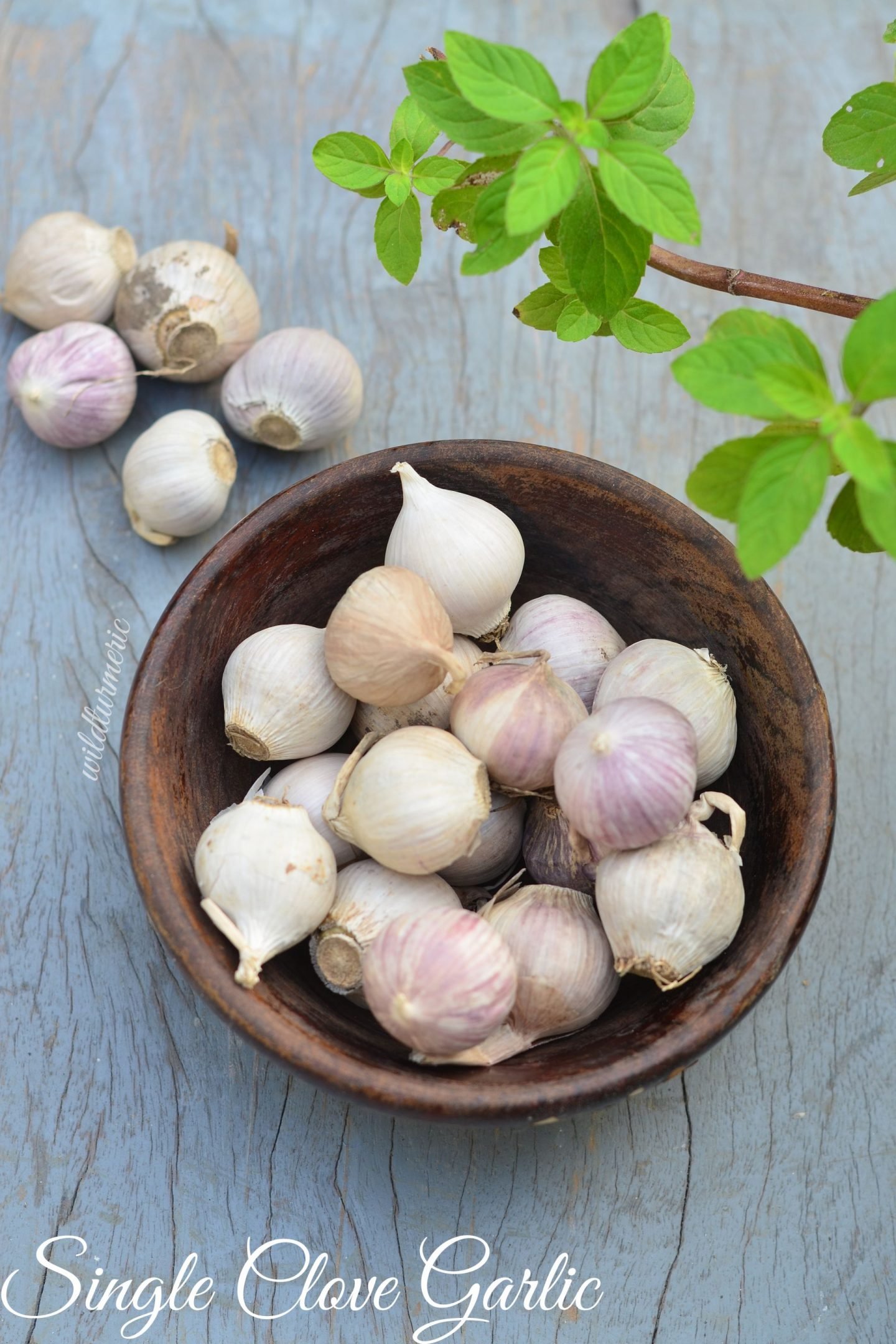 5 Top Garlic Benefits For Women - Wildturmeric