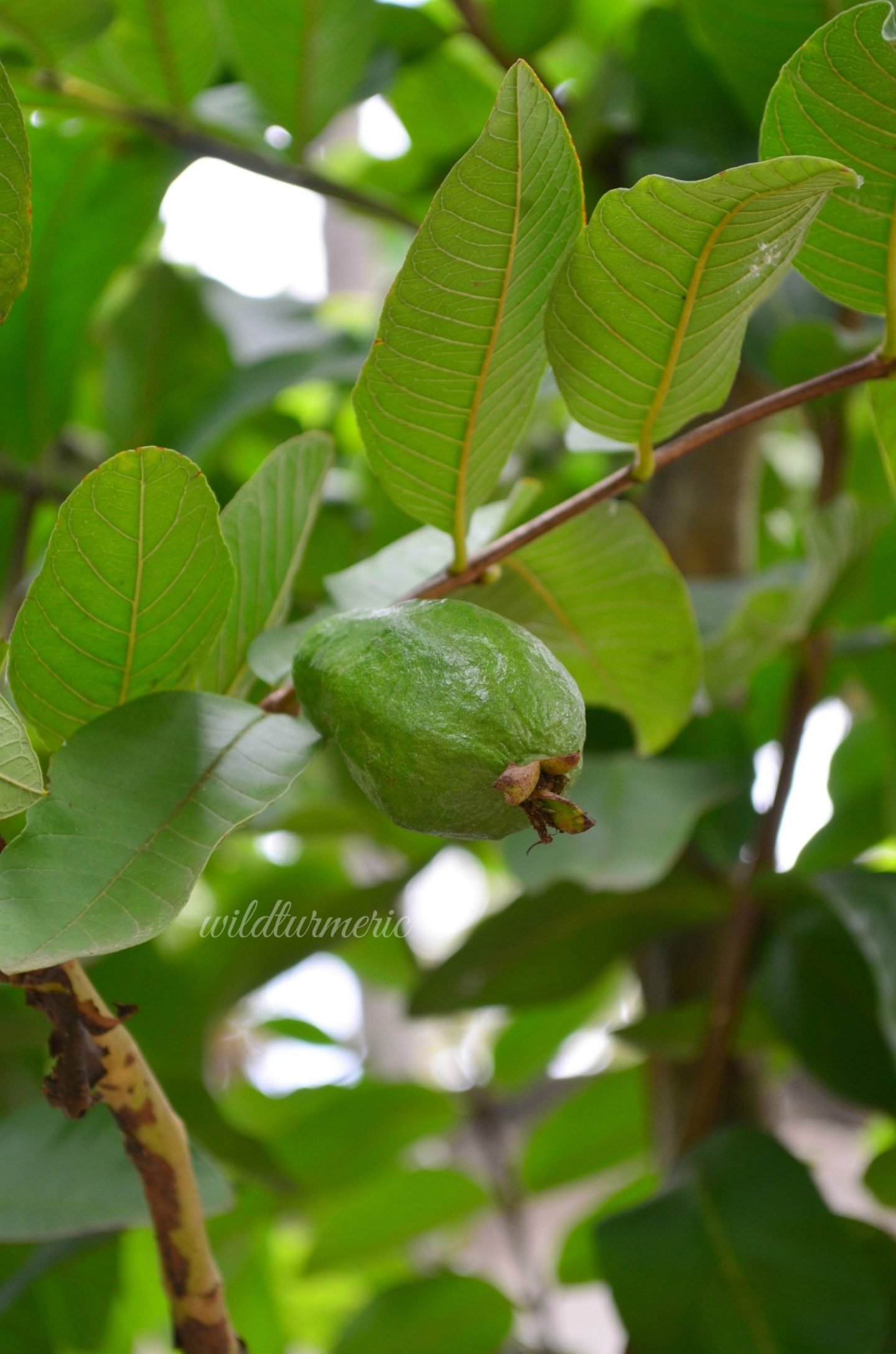 10 Top Benefits, Uses & Side Effects Of Guava Leaves For Skin, Hair & Health - Wildturmeric 10 Top Benefits, Uses & Side Effects Of Guava Leaves For Skin, Hair & Health - Wildturmeric