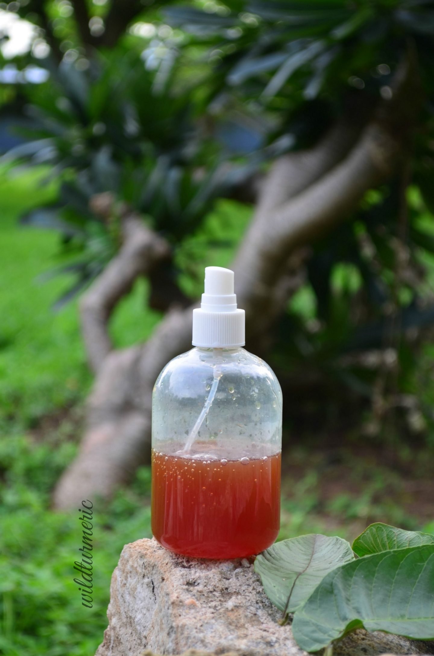 5 Ways To Use Guava Leaves For Hair Growth & Stop Hair Loss - Wildturmeric 5 Ways To Use Guava Leaves For Hair Growth & Stop Hair Loss - Wildturmeric