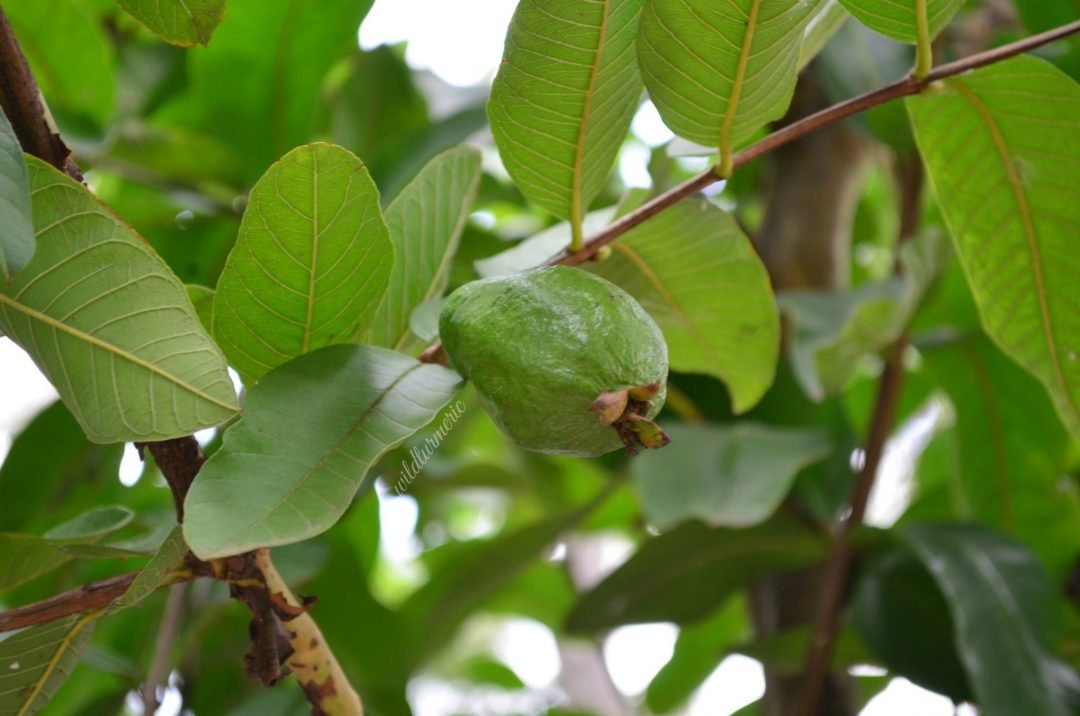 5 Ways To Use Guava Leaves For Hair Growth & Stop Hair Loss Wildturmeric