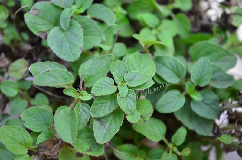 8 Top Benefits & Uses Of Oregano For Skin, Hair & Health Wildturmeric