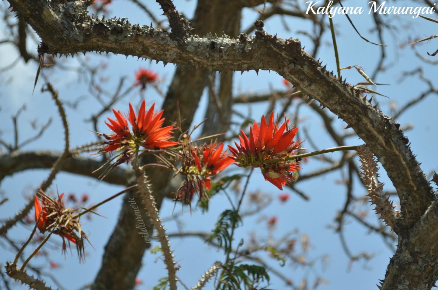 kalyana murungai medicinal uses